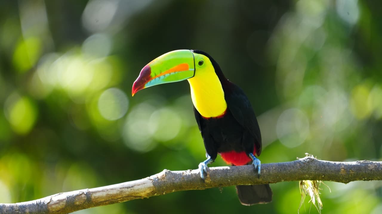 Costa Rica Nature Escape
